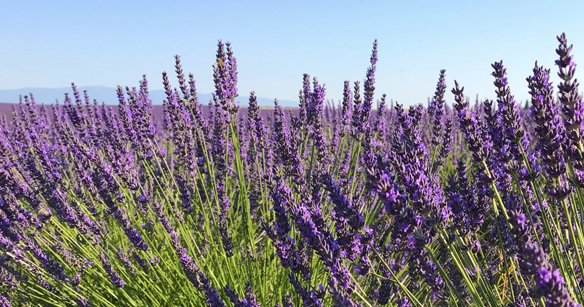 pezet_champs_lavandes2b