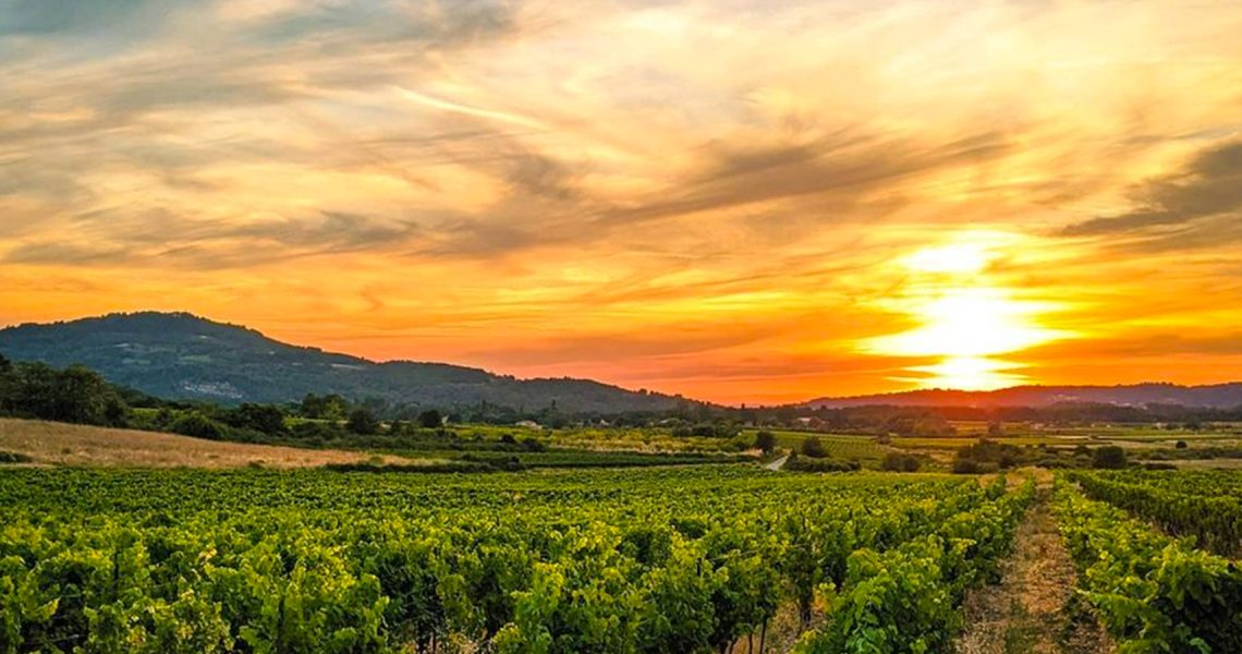 pezet_couche_de_soleil_vignes1b